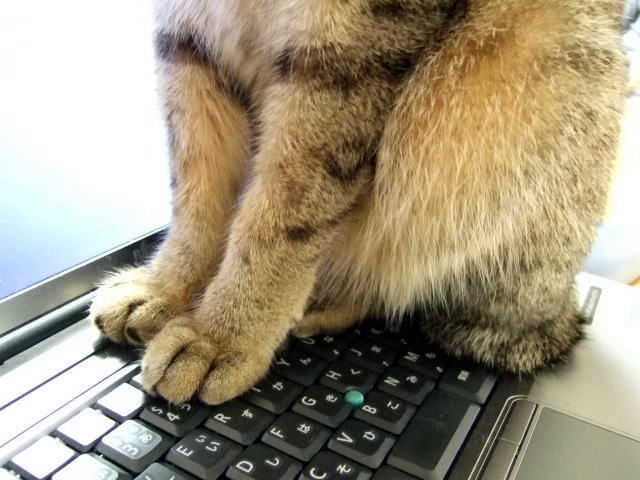 猫がキーボードに乗っている